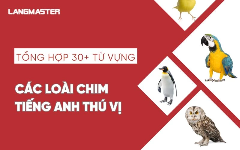 TỔNG HỢP 30+ TỪ VỰNG VỀ CÁC LOÀI CHIM TIẾNG ANH THÚ VỊ