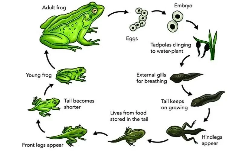 Mẫu dạng bài IELTS Writing Task 1 Natural Process