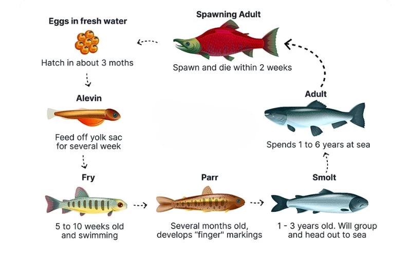 Dạng bài IELTS Writing Task 1 Natural Process