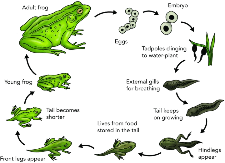 Bài thi IELTS Writing Task 1