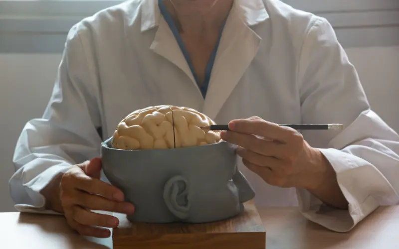 IELTS Reading “Neuroaesthetics