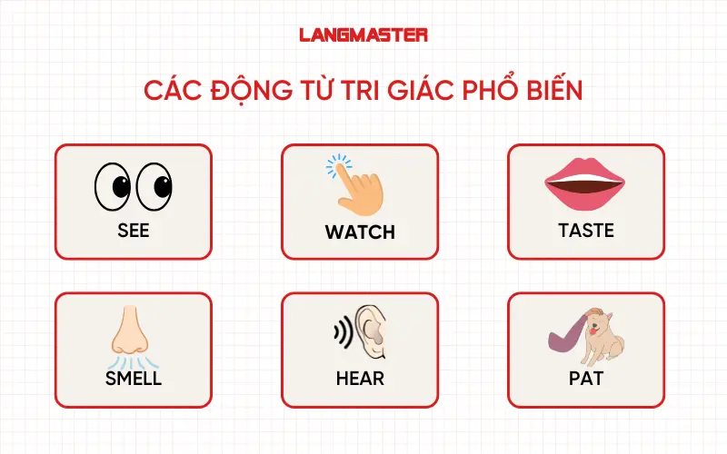 Các động từ tri giác phổ biến