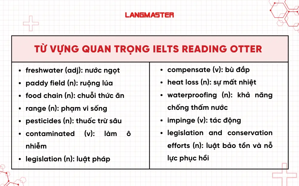 Từ vựng quan trọng trong bài IELTS Otter