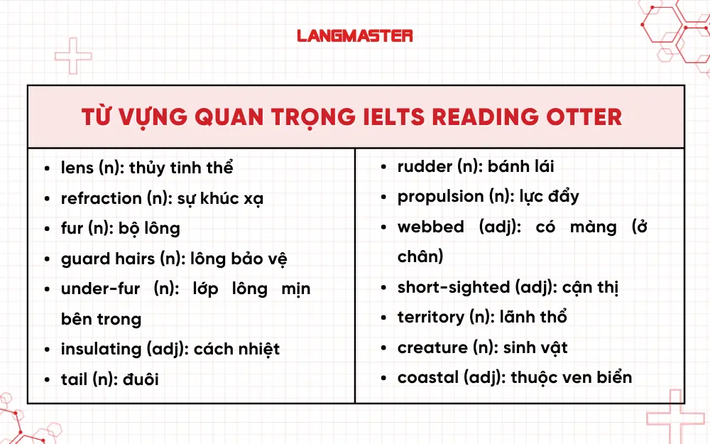 Từ vựng quan trọng trong bài IELTS Otter