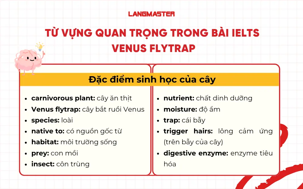 Từ vựng về đặc điểm và sinh học của cây (Plant & Biology Vocabulary)