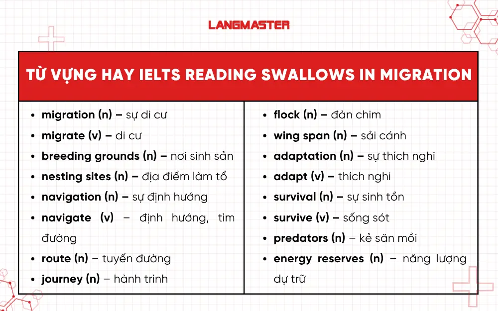 Từ vựng quan trọng trong bài IELTS Swallows in Migration