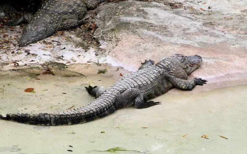 Đề thi IELTS Reading The Evolutionary Mystery: Crocodile Survives