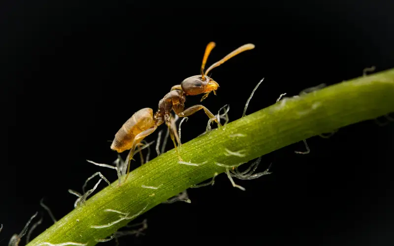 Đề bài READING PASSAGE 1: The Ant and the Mandarin