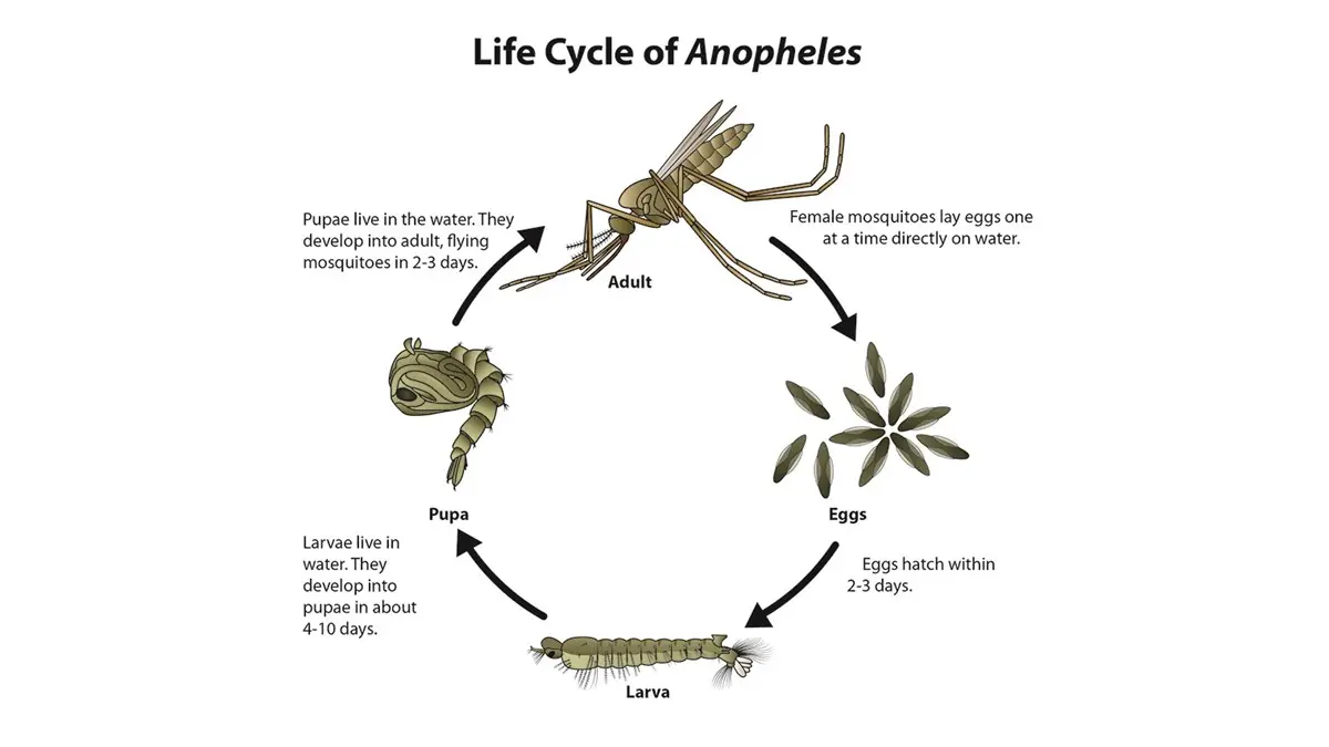 Bộ đề dự đoán IELTS Writing Task 1 Quý 2/2026