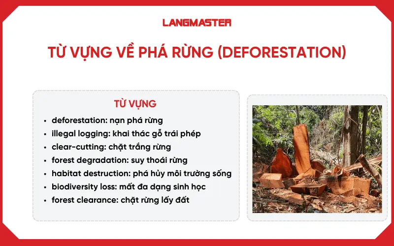 Từ vựng ielts về phá rừng (Deforestation)