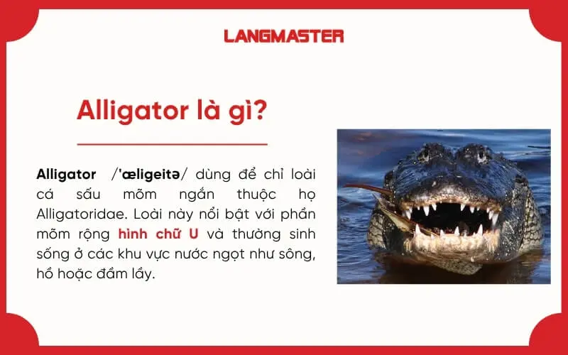Alligator là gì
