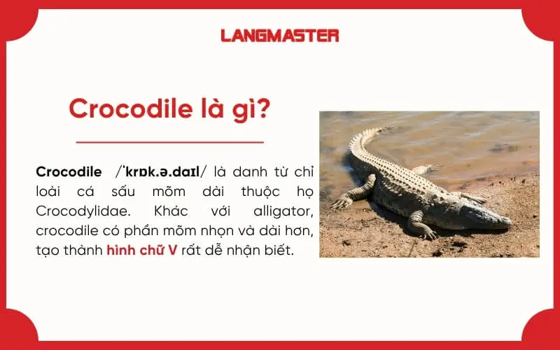 Crocodile là gì