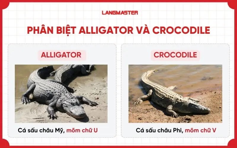 Những điểm khác nhau giữa Alligator và Crocodile