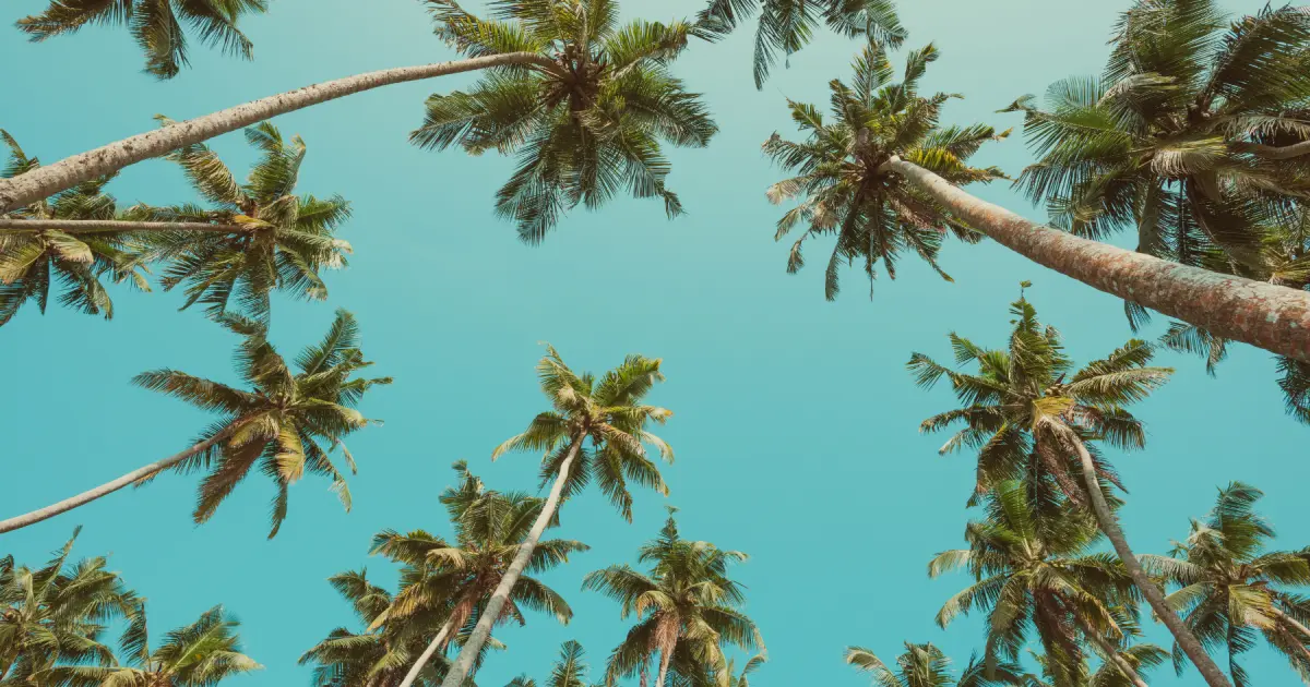 Đề thi IELTS Reading “The coconut palm”