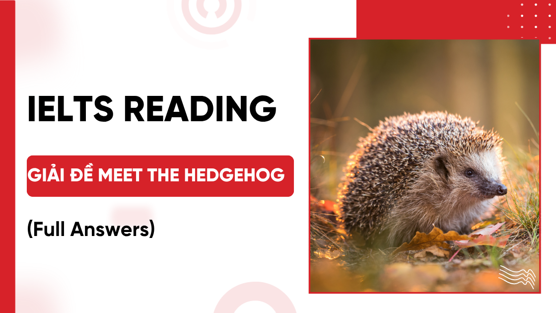 Giải đề IELTS Reading: Meet the Hedgehog (FULL ANSWERS)