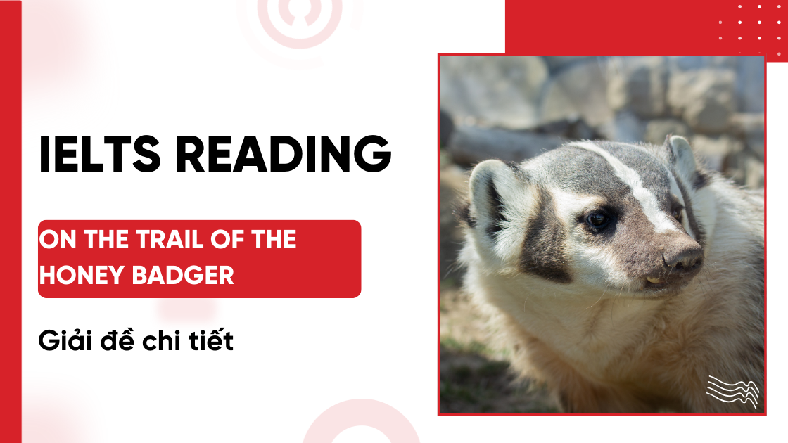 Giải đề IELTS Reading: On the trail of the honey badger