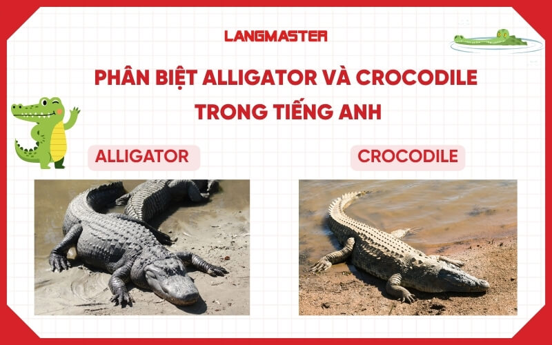 Phân biệt Alligator và Crocodile trong tiếng Anh cực nhanh